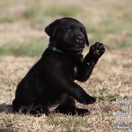 Fancy Boy 2-Blue Collar - Black male Labrador Retriever puppy in Point, Texas from Lakylu Kennels