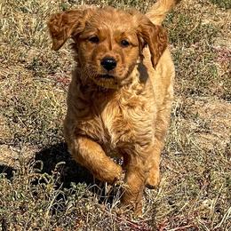 Willow - Golden female Golden Retriever puppy in Wellington, Colorado from High Country Golden Retrievers