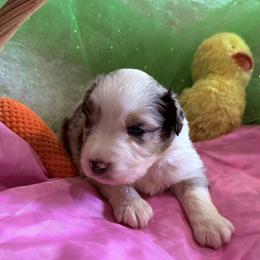 Paddy - Blue merle male Australian Shepherd puppy in Celina, Tennessee from CumberlandRidge Australian Shepherds