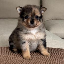 Girl 4 - Chocolate merle female Pomeranian puppy in Meridian, Idaho from Idaho_poms