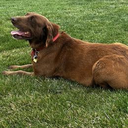Australian Cattle Dogs and Labrador Retrievers from Christensen Heelers