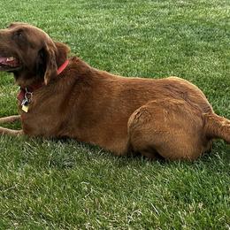 Australian Cattle Dogs and Labrador Retrievers from Christensen Heelers