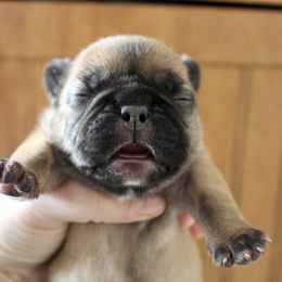 Sapphire - Fawn female French Bulldog puppy in Tomahawk, Wisconsin from Mahner Labs