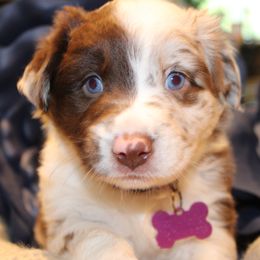 Stripes - Red merle female Australian Shepherd puppy in Plantersville, Texas from Jak Se Auss