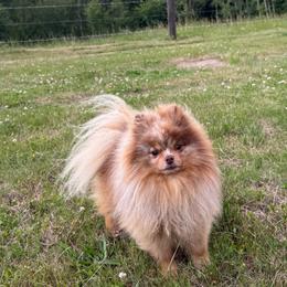 Mathew - Chocolate merle male Pomeranian puppy in Enumclaw, Washington from SantaAnna Pomeranians