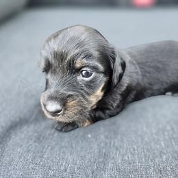 Bunny - Brindle female Dachshund puppy in Farr West, Utah from Doxie and Doodle