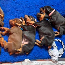 Doberman Pinscher Puppies from Jensen Dobermans