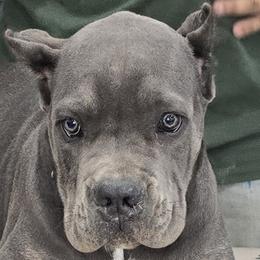 Brown Collar Boy - Morganza x Lawman - AKC and ICCF - Gray brindle male Cane Corso puppy in Gorman, Texas from McOmber Country Kennels