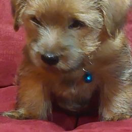 Norfolk Terriers from Betty's Norfolk Terriers