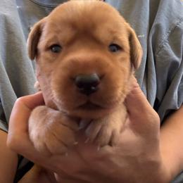 Female 5 - Yellow female Labrador Retriever puppy in Wardensville, West Virginia from Sager’s Labrador Puppies