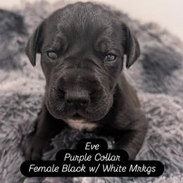 Eve - Black female Great Dane puppy in Brooksville, Florida from Follow My Lead Great Danes