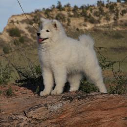 Samoyed and Shiba Inu Puppies from Wintermist Samoyeds