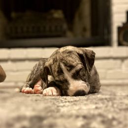 Whippet Puppies from Laurel-Highmoor Whippets