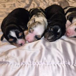 Toy Australian Shepherd puppies from Alpine Tails