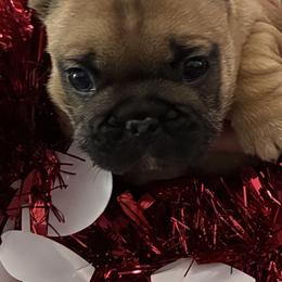 Girl 1 - Fawn and white female French Bulldog puppy in Muncie, Indiana from Seven Blessings Frenchies