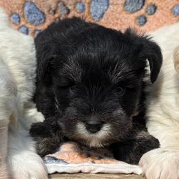 Ruger - Black and silver male Miniature Schnauzer puppy in Lockney, West Virginia from S&T Kennels