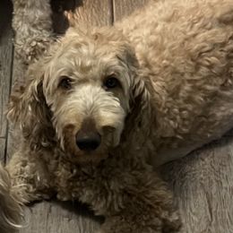 Lemonie - Goldendoodle