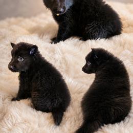 Sea Majors Moonshadow of Winter - Black female Belgian Sheepdog puppy in Virginia Beach, Virginia from Sea Major Belgians