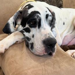 Allen's Ridge Ranch Litter Momma-NFS - Chocolate male Great Dane puppy in Greenville, South Carolina from Allen’s Ridge Ranch