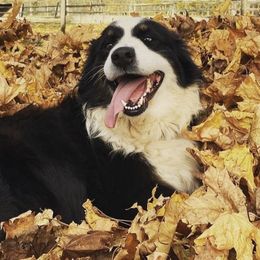 Australian Shepherds and Toy Australian Shepherds from Puppy Paw Ventures
