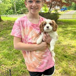 Cavalier King Charles Spaniel Puppies from Cumberland Cavaliers