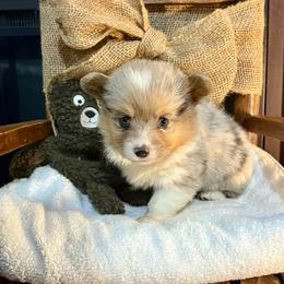 Full fluffy Buster - Blue merle and white male American Corgi puppy in Decatur, Texas from Bar S Corgis
