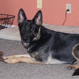 Gwen - Black and tan female German Shepherd puppy in Orrick, Missouri from Schultz's Premium German Shepherds