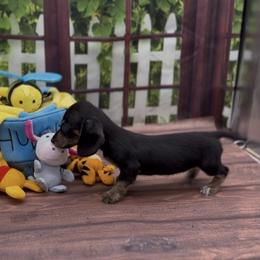 Black and Cream Wirehair Female (brindle points) - Black and cream female Dachshund puppy in Killeen, Texas from Southern Dachshunds