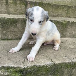 Boy 1 - Silver brindle male Borzoi puppy in Clinton, Tennessee from Ivanhoe Borzoi