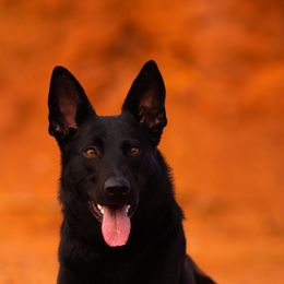 German Shepherds from Kilöff Working German Shepherds