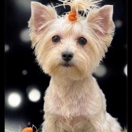 Foxie - Yorkshire Terrier