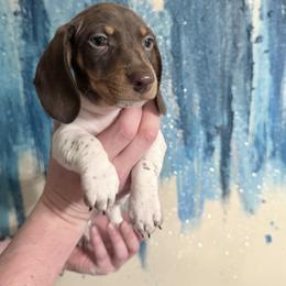 Pumpkin Pie - Piebald male Dachshund puppy in Bremen, Georgia from Jones Royal Kennels