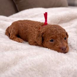 Reba - Red  female Goldendoodle puppy in Pittsburg, Texas from Grace Springs Goldendoodles