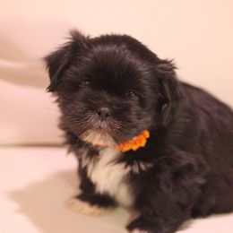 Shih Tzu Puppies from Kissyface Shih Tzu