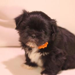 Shih Tzu Puppies from Kissyface Shih Tzu
