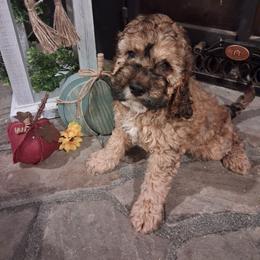 Hancock - Sable and white male Cockapoo puppy in Mena, Arkansas from Ouachita River Cockapoos