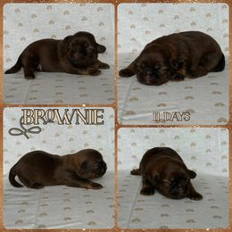 Brownie - Chocolate male Shih Tzu puppy in Yelm, Washington from Lala's All Star Shih Tzu
