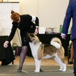 CH. Tootsie - Akita