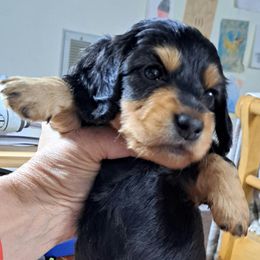Red - Black and tan male Dachshund puppy in Franklin, Georgia from Lakeside Kennels of Franklin