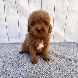 Nugget (AKC) - Red  male Poodle puppy in Riverside, California from Red Toy Poodle World