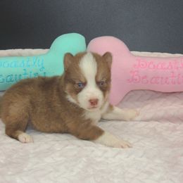 Pomsky and Siberian Husky Puppies from Beastly Beauties Huskies & Pomskies