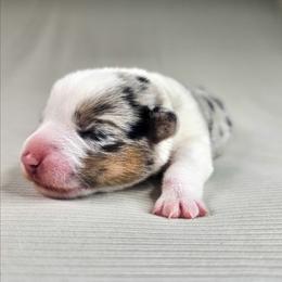 Louie - Blue merle and white male American Corgi puppy in Taylorsville, North Carolina from America's Red White and Bluie Corgis