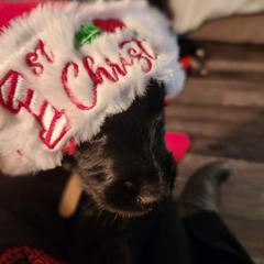 Double Doodle Puppies from Christina's Double Doodles