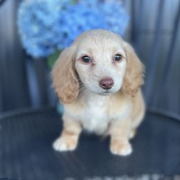 Dachshund Puppies from Double B Corsos & Dachshunds