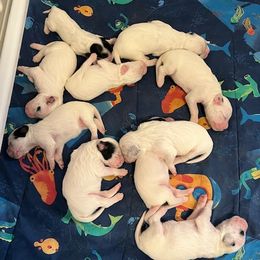 Girl 6 - Blue belton female English Setter puppy in Windham, Connecticut from McFella’s Gun Dogs