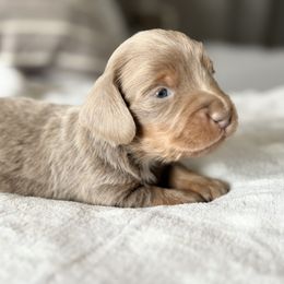 Dachshund Puppies from Silver Dach Farms