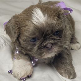 Shih Tzu puppies from Be Dazzled Shihtzu