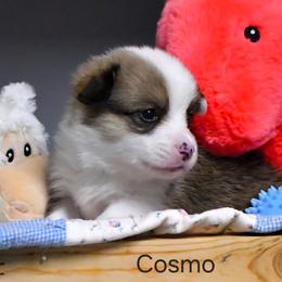 Pembroke Welsh Corgi Puppies from Rhone River Farm Pembroke Welsh Corgis