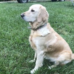 Joy - Golden Retriever
