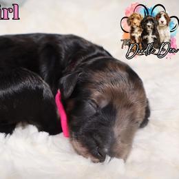 Pink Girl - Merle female Bernedoodle puppy in Enfield, Connecticut from Sweet Connecticut Doodles